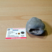 Image of a combo featuring a Laxmi Narayan Shaligram stone and a sacred Shaligram pendant placed on a spiritual altar background