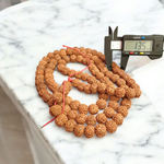 Image showing 6 Mukhi Rudraksha Mala with 13MM natural brown beads and traditional stringing, available in 27+1 and 108+1 variants, ideal for meditation and success