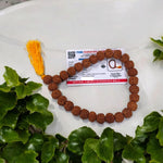 Image showing 6 Mukhi Rudraksha Mala with 13MM natural brown beads and traditional stringing, available in 27+1 and 108+1 variants, ideal for meditation and success