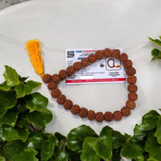 Image showing 6 Mukhi Rudraksha Mala with 13MM natural brown beads and traditional stringing, available in 27+1 and 108+1 variants, ideal for meditation and success