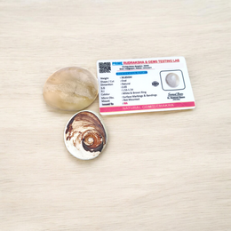 Image showing a set of two large Gomati Chakras with natural spiral patterns, placed on a white cloth, ideal for Puja and decoration