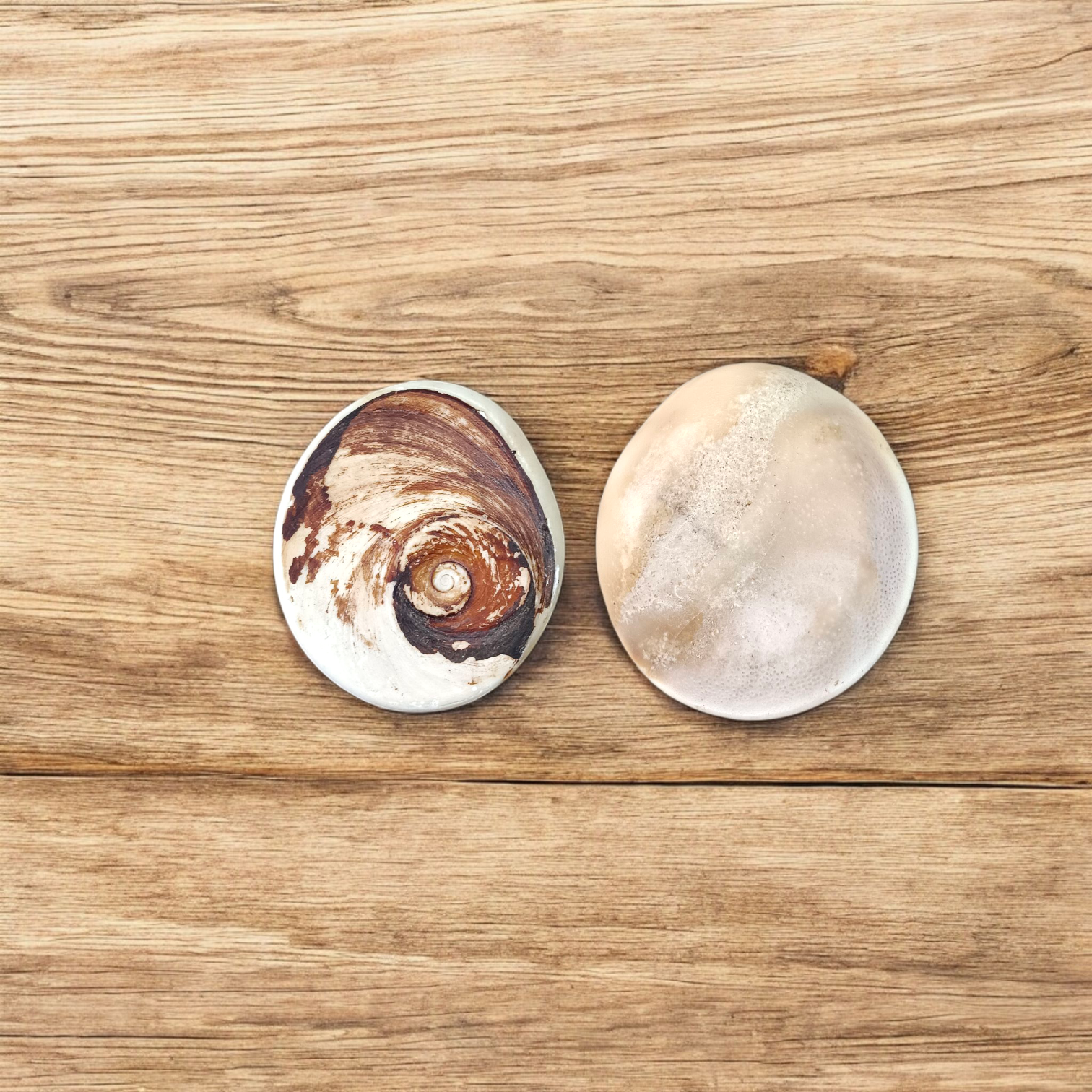 Image showing a set of two large Gomati Chakras with natural spiral patterns, placed on a white cloth, ideal for Puja and decoration