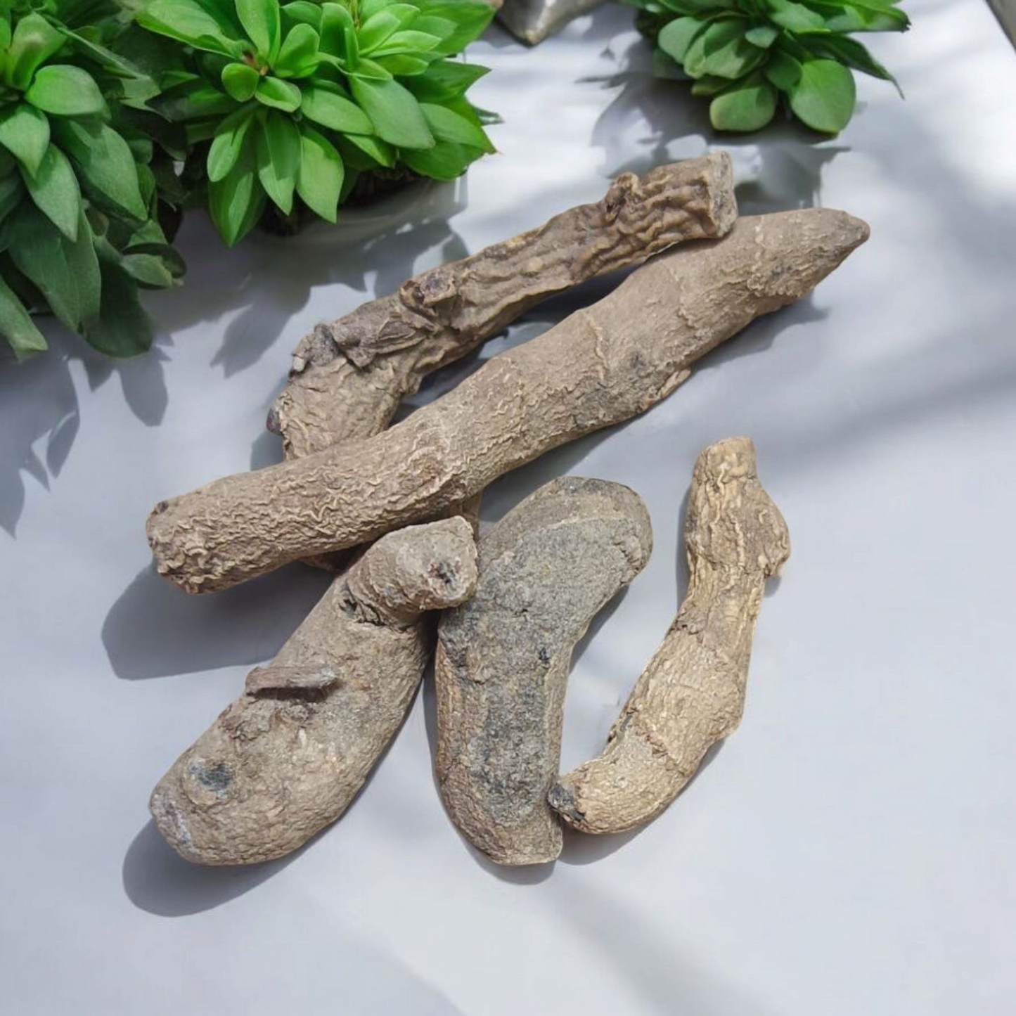 Kaali Haldi – Black Turmeric (Sabut Kaali Haldi) | Set of 5 for Remedies & Spiritual Use – Malawala