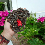 Kamal Gutta Mala - Natural Lotus Seed Beads for Spiritual Growth & Divine Blessings with Lab Certificate - Malawala