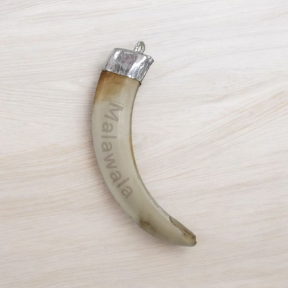 Lab-certified Shukar Dant (Wild Boar Tooth) pendants in silver caps, available in C-shape, U-shape, and baby sizes for protection and business success