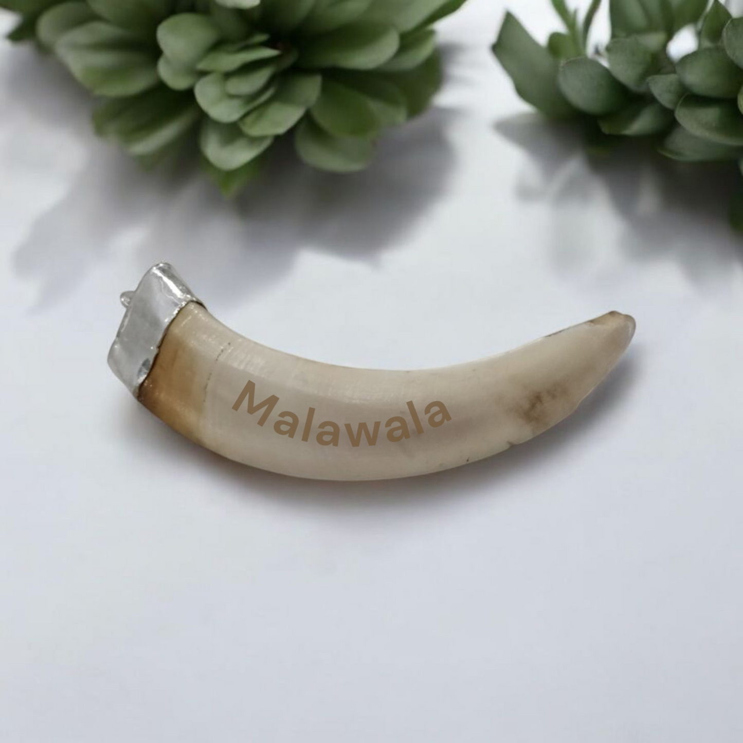 Lab-certified Shukar Dant (Wild Boar Tooth) pendants in silver caps, available in C-shape, U-shape, and baby sizes for protection and business success