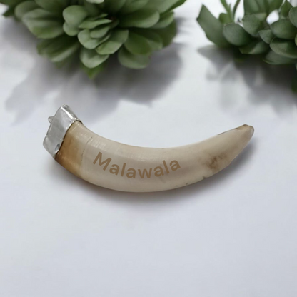 Lab-certified Shukar Dant (Wild Boar Tooth) pendants in silver caps, available in C-shape, U-shape, and baby sizes for protection and business success
