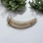 Lab-certified Shukar Dant (Wild Boar Tooth) pendants in silver caps, available in C-shape, U-shape, and baby sizes for protection and business success