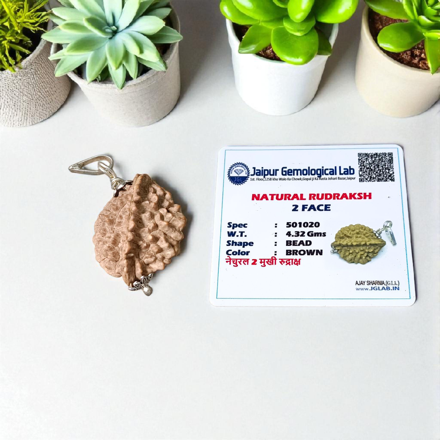 Lab certified pendant with 2 Mukhi and 3 Mukhi Rudraksha beads set in metal caps, symbolizing emotional balance and inner power