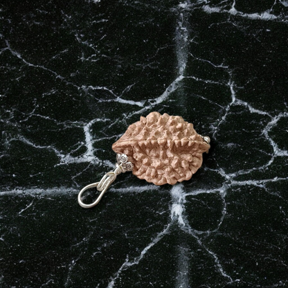 Lab certified pendant with 2 Mukhi and 3 Mukhi Rudraksha beads set in metal caps, symbolizing emotional balance and inner power