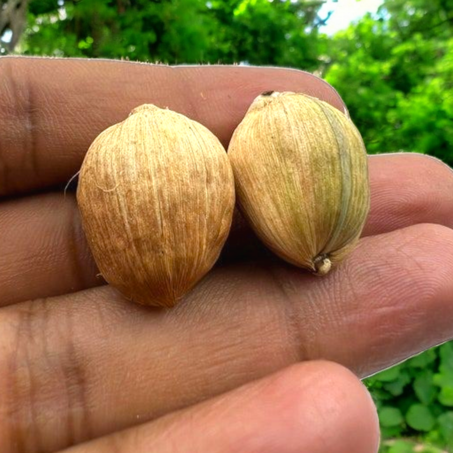 Lagu Nariyal – Set of 8 | Sacred Small Coconut for Hawan, Pujan & Rituals – Malawala