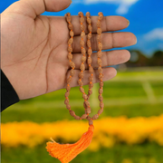 Natural 2 Mukhi Rudraksha Mala with 27+1 and 108+1 bead options, used for unity and relationships, from Malawala with lab certificate