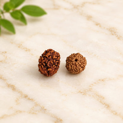 Natural 3 Mukhi and 8 Mukhi Rudraksha combo lab certified spiritual beads for meditation, wisdom, confidence and prosperity by Malawala