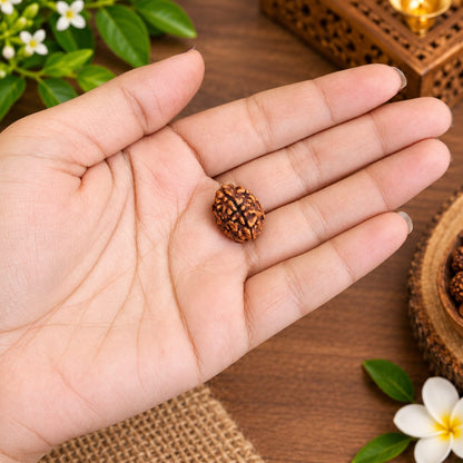 Natural 3 Mukhi and 8 Mukhi Rudraksha combo lab certified spiritual beads for meditation, wisdom, confidence and prosperity by Malawala