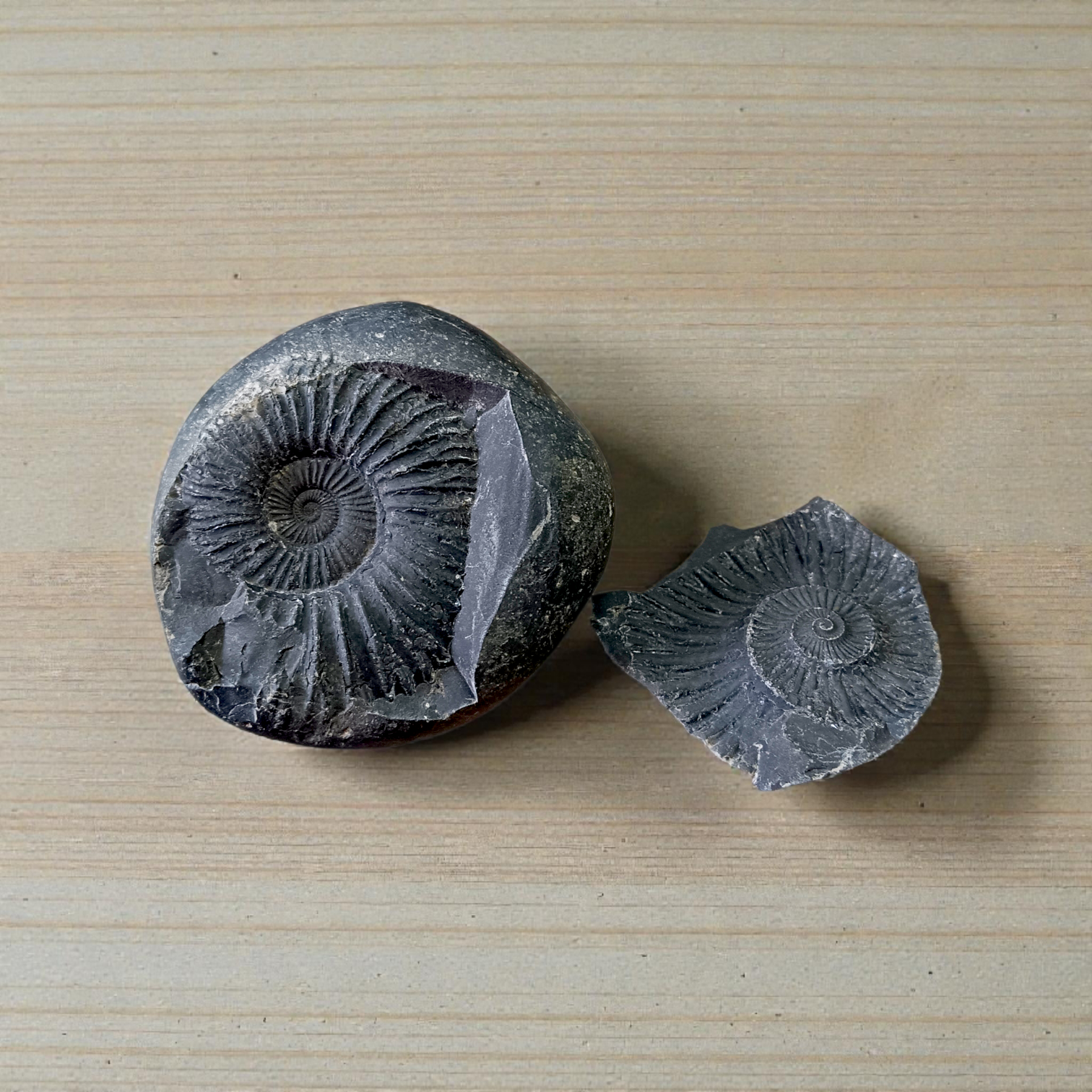 Natural Chakra Shaligram stone used for daily Vishnu worship and Vedic pooja
