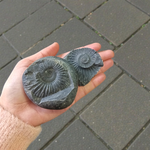 Natural Chakra Shaligram stone used for daily Vishnu worship and Vedic pooja