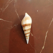 Natural Sea Shell Shankh, Sippi Conch Shell, Lab Certified Shankh, Sacred Sea Shell for Pooja, Indian Ocean Sippi Shankh, Shankh for Home Temple