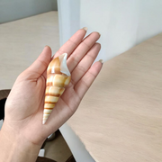 Natural Sea Shell Shankh, Sippi Conch Shell, Lab Certified Shankh, Sacred Sea Shell for Pooja, Indian Ocean Sippi Shankh, Shankh for Home Temple