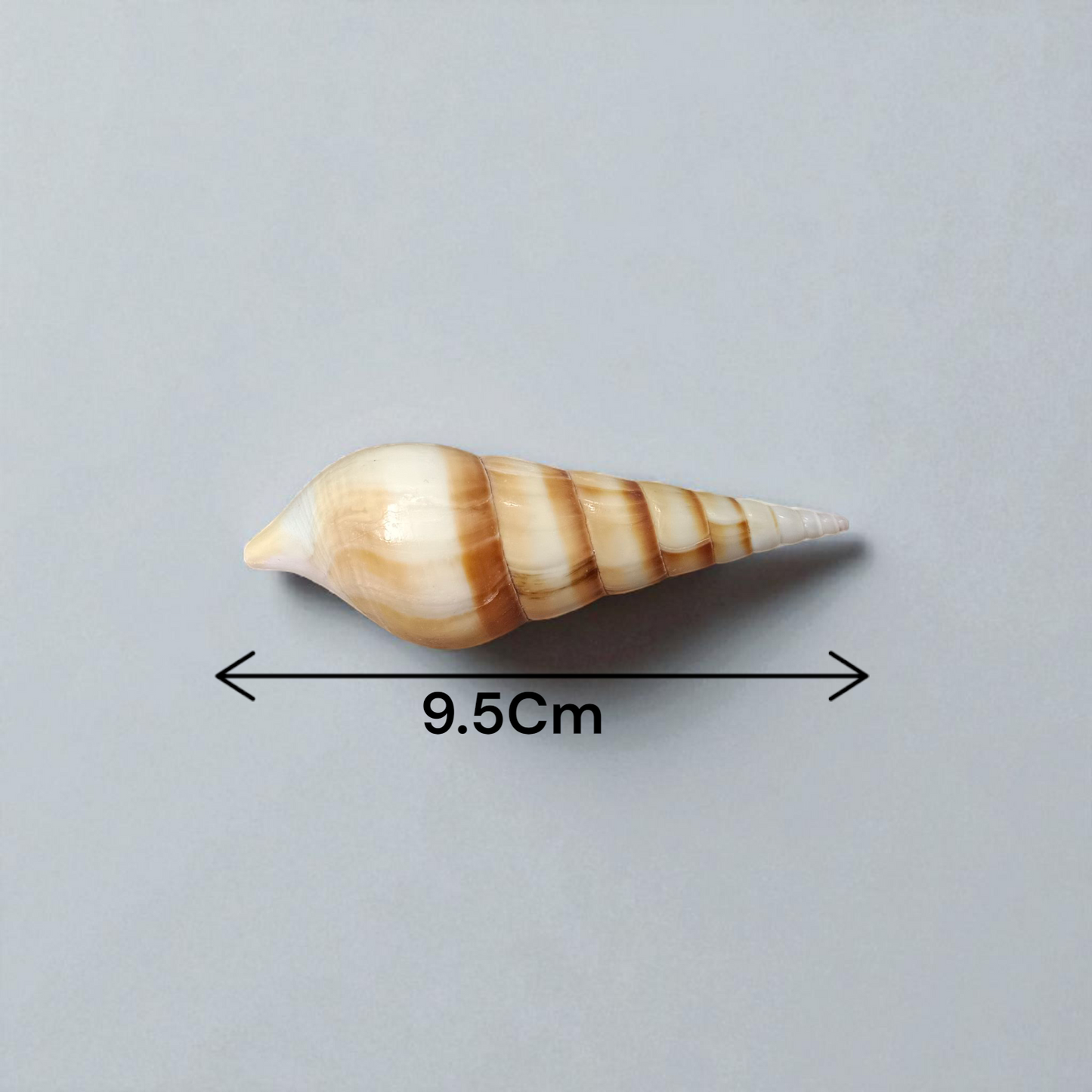 Natural Sea Shell Shankh, Sippi Conch Shell, Lab Certified Shankh, Sacred Sea Shell for Pooja, Indian Ocean Sippi Shankh, Shankh for Home Temple