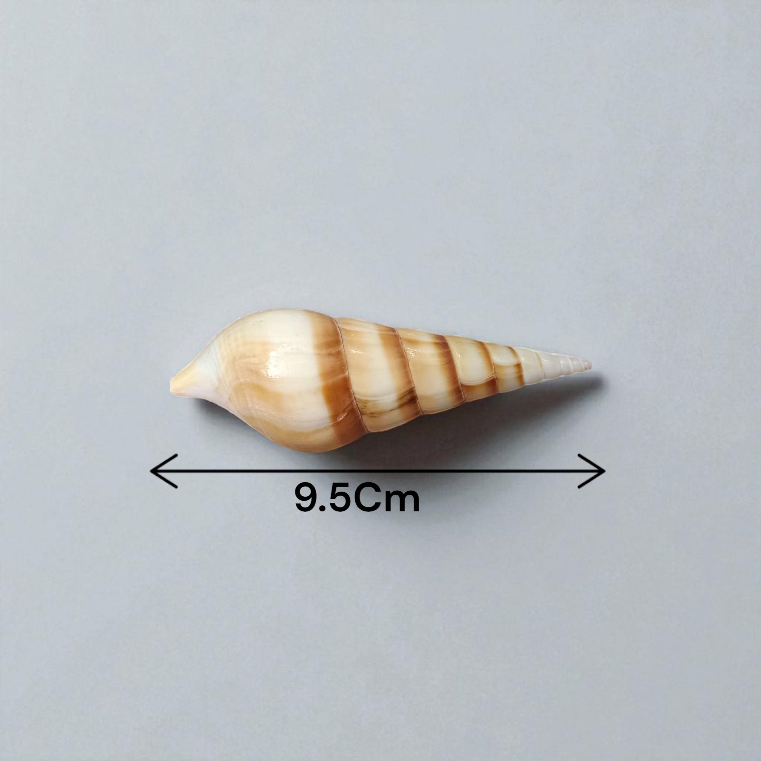 Natural Sea Shell Shankh, Sippi Conch Shell, Lab Certified Shankh, Sacred Sea Shell for Pooja, Indian Ocean Sippi Shankh, Shankh for Home Temple