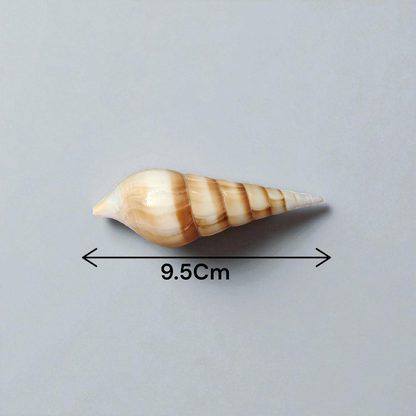 Natural Sea Shell Shankh, Sippi Conch Shell, Lab Certified Shankh, Sacred Sea Shell for Pooja, Indian Ocean Sippi Shankh, Shankh for Home Temple