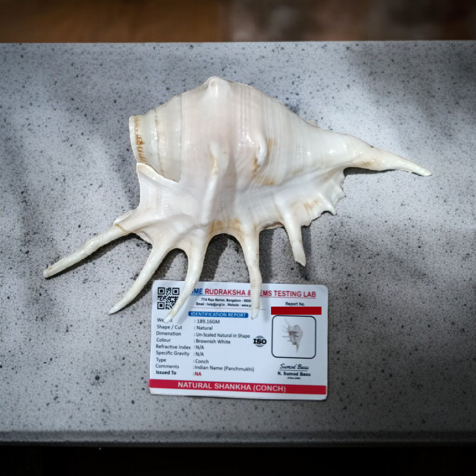 Natural Shankha Conch | Panchmukhi Shankha | Lab Certified Malawala