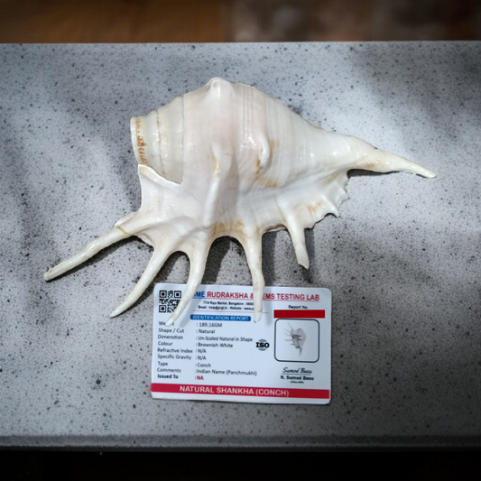 Natural Shankha Conch | Panchmukhi Shankha | Lab Certified Malawala