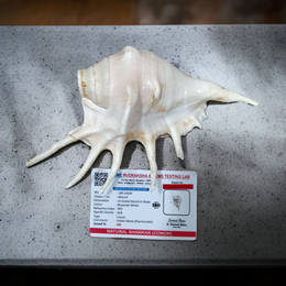 Natural Shankha Conch | Panchmukhi Shankha | Lab Certified Malawala