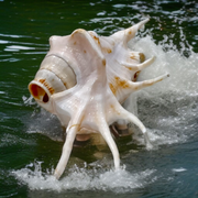 Natural Shankha Conch | Panchmukhi Shankha | Lab Certified Malawala
