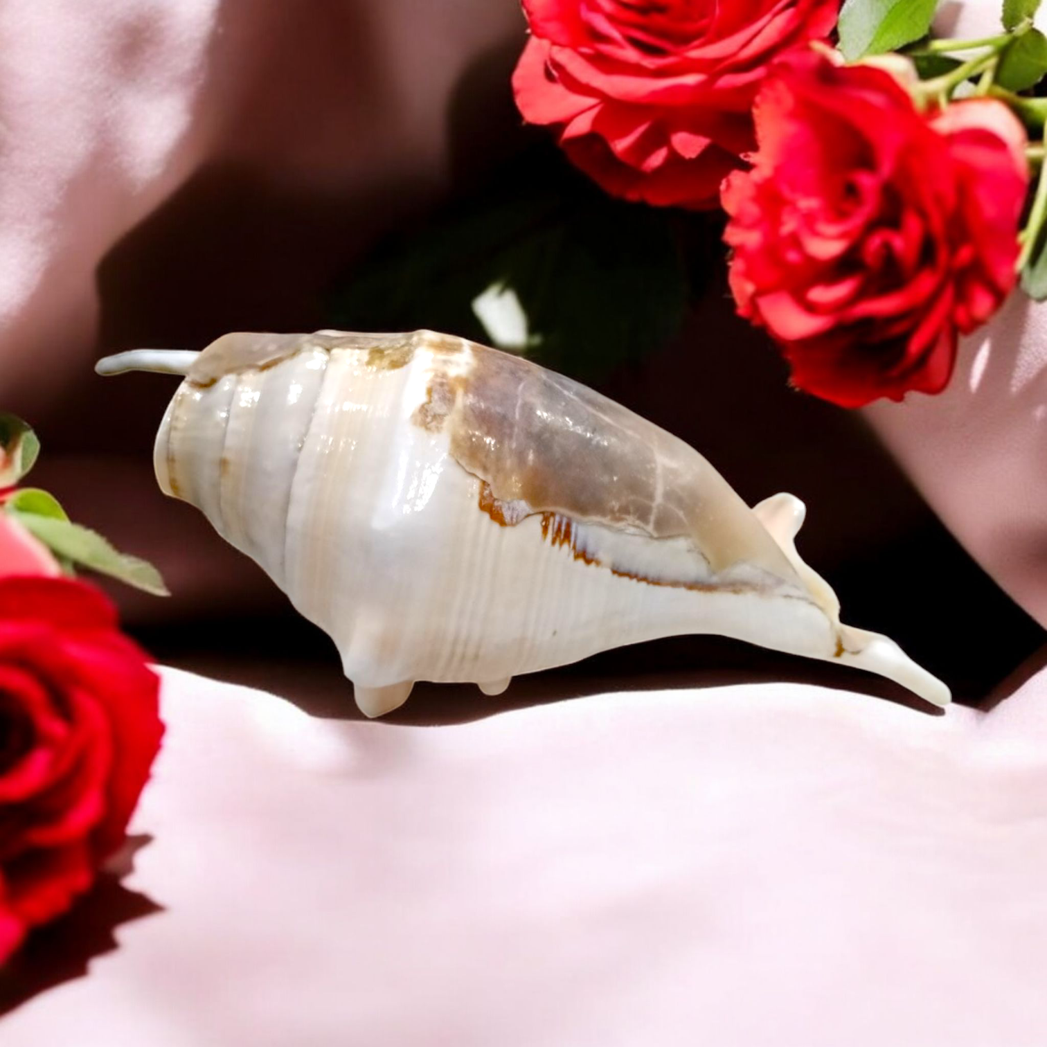 Natural Shankha Conch | Panchmukhi Shankha | Lab Certified Malawala
