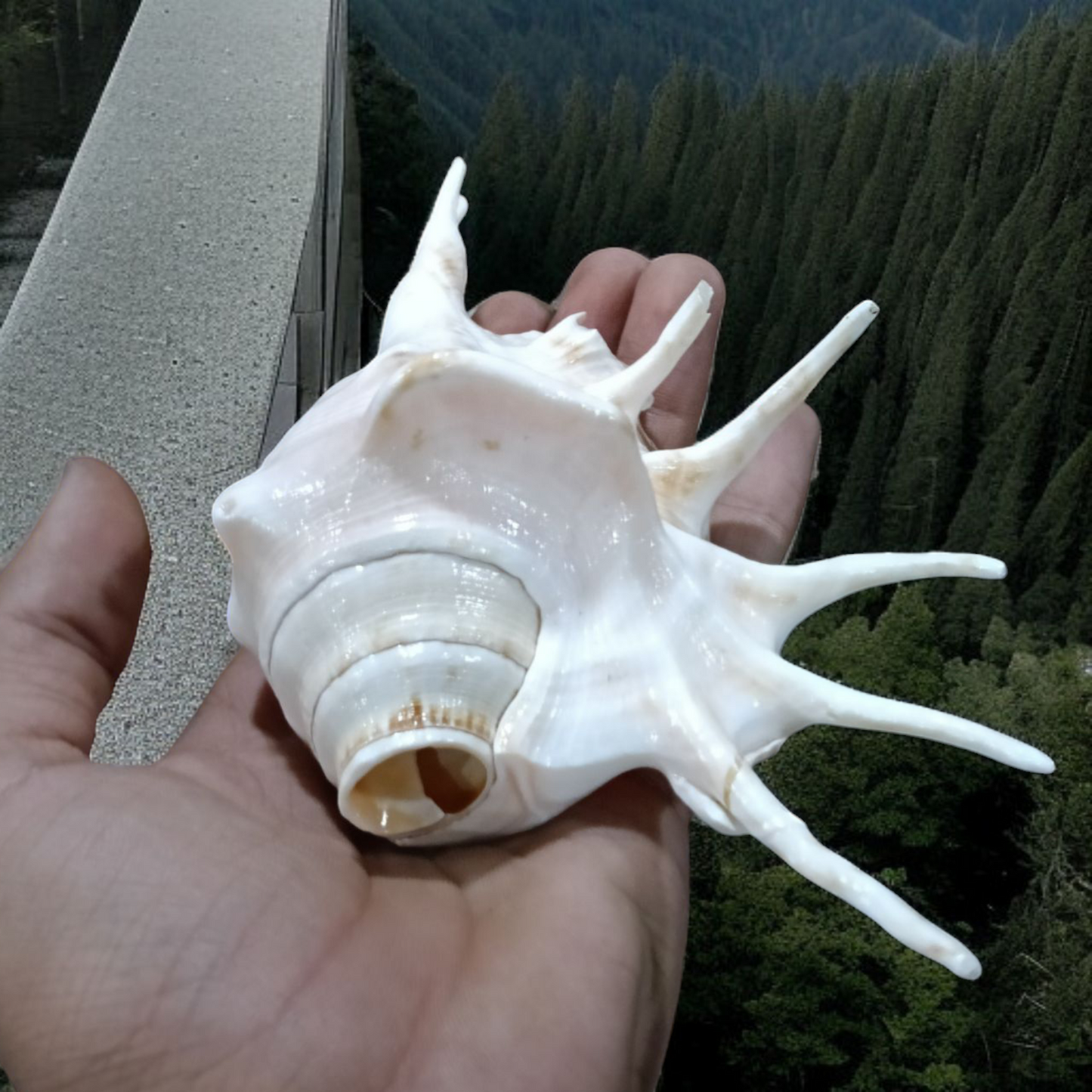 Natural Shankha Conch | Panchmukhi Shankha | Lab Certified Malawala