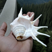 Natural Shankha Conch | Panchmukhi Shankha | Lab Certified Malawala