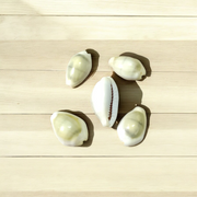 Natural Yellow Cowrie/Cowry/Kouri/Kaudi/Kori Sea Shell for Puja & Multi Purpose Uses - Malawala