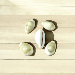 Natural Yellow Cowrie/Cowry/Kouri/Kaudi/Kori Sea Shell for Puja & Multi Purpose Uses - Malawala