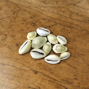 Natural Yellow Cowrie/Cowry/Kouri/Kaudi/Kori Sea Shell for Puja & Multi Purpose Uses - Malawala