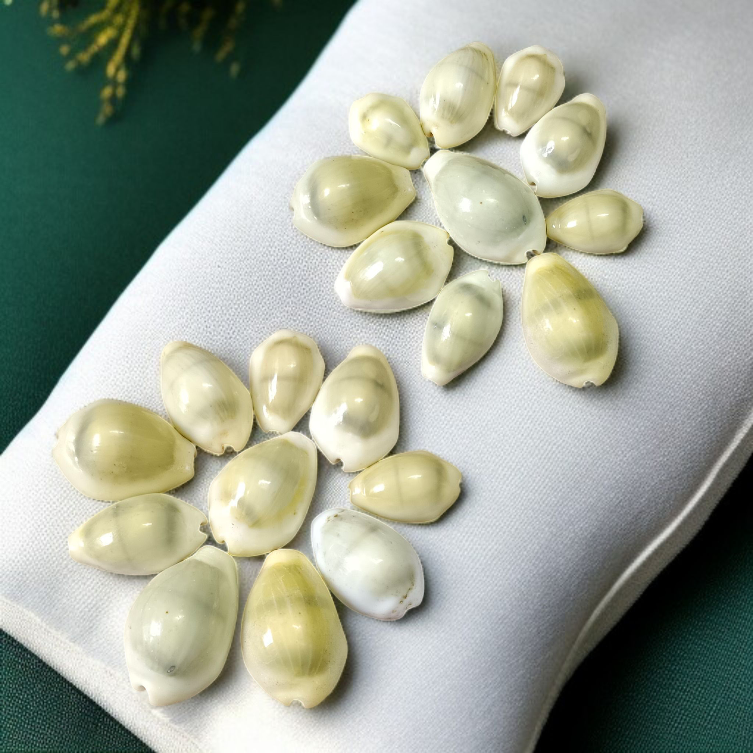 Natural Yellow Cowrie/Cowry/Kouri/Kaudi/Kori Sea Shell for Puja & Multi Purpose Uses - Malawala