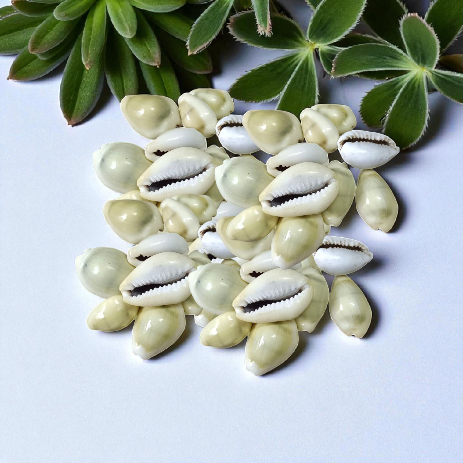 Natural Yellow Cowrie/Cowry/Kouri/Kaudi/Kori Sea Shell for Puja & Multi Purpose Uses - Malawala
