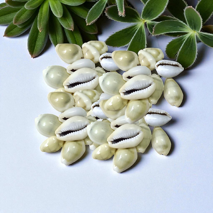 Natural Yellow Cowrie/Cowry/Kouri/Kaudi/Kori Sea Shell for Puja & Multi Purpose Uses - Malawala