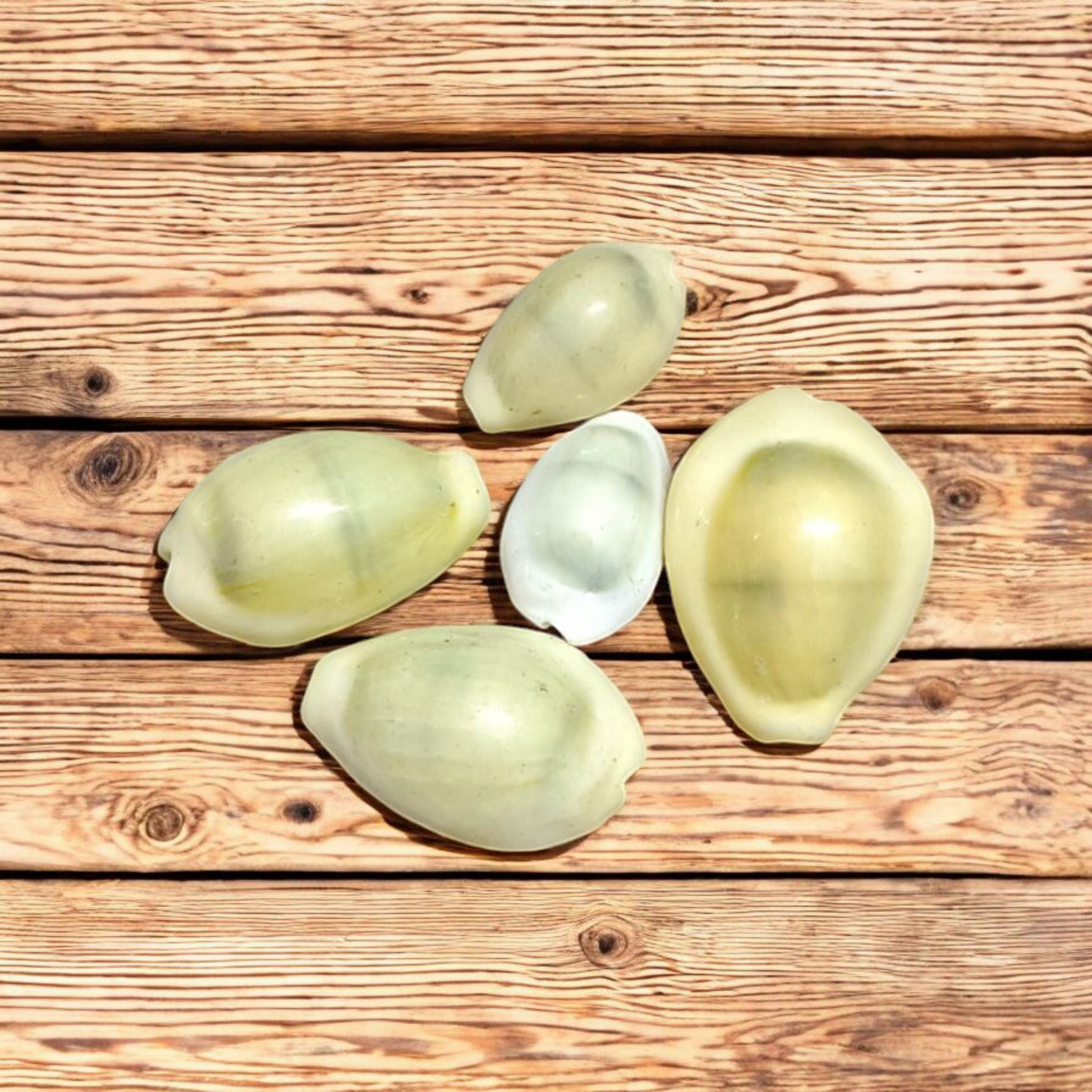 Natural Yellow Cowrie/Cowry/Kouri/Kaudi/Kori Sea Shell for Puja & Multi Purpose Uses - Malawala