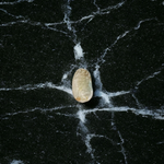 Natural unstudded Shukra Mani gemstone by MALAWALA – lab certified, polished, ideal for meditation, astrology, and rituals