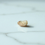 Natural unstudded Shukra Mani gemstone by MALAWALA – lab certified, polished, ideal for meditation, astrology, and rituals