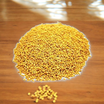 Organic yellow mustard seeds (Peeli Sarso) in a bowl, golden color, pure and ritual-ready
