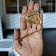 Original Billi Ki Jer (Black Cat Naval Cord) used for Lakshmi prapti, wealth attraction, and powerful tantric remedies