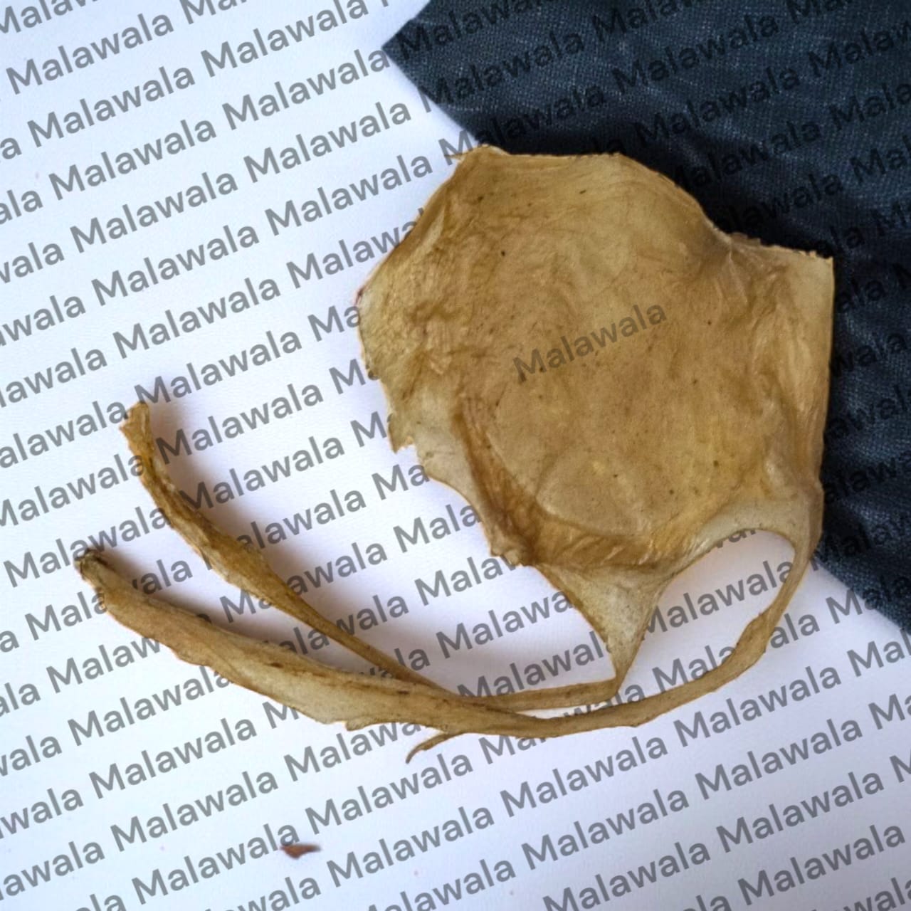 Original Billi Ki Jer (Black Cat Naval Cord) used for Lakshmi prapti, wealth attraction, and powerful tantric remedies