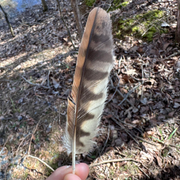 Owl Feather - Original Ullu Ka Pankh - Oolu Pankh Upay Ke Liye - Original Owl Feather for Remedies - Malawala