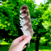 Owl Feather - Original Ullu Ka Pankh - Oolu Pankh Upay Ke Liye - Original Owl Feather for Remedies - Malawala