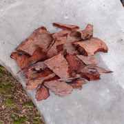 Pipal Chaal – Peepal Bark – Pipal Chhal – Ficus Religiosa, 100 Grams – Malawala