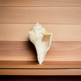 Right Hand Dakshinavarti Lakshmi Shankh – Natural Valampuri Shankh for Puja & Prosperity with Lab Certificate – Malawala