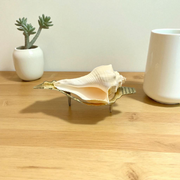 Right Hand Dakshinavarti Lakshmi Shankh – Natural Valampuri Shankh for Puja & Prosperity with Lab Certificate – Malawala