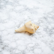 Right Hand Dakshinavarti Lakshmi Shankh – Natural Valampuri Shankh for Puja & Prosperity with Lab Certificate – Malawala